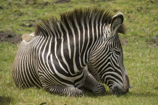Damara Zebra (equus burchelli antiquorum)