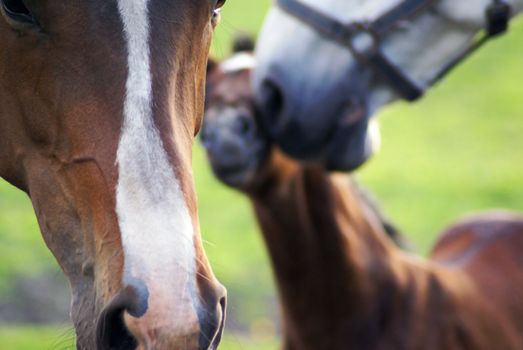 One horse standing in the front, two in the background.