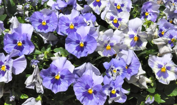 Flowers - Purple