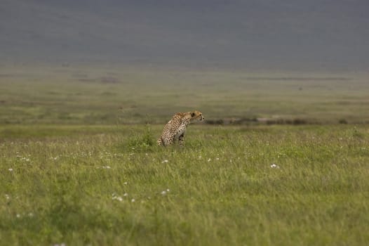 cheetah in the grass - Ngorongoro Crater