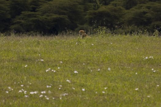 cheetah in the grass - Ngorongoro Crater