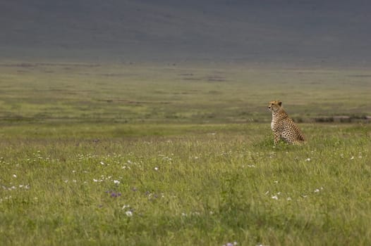 cheetah in the grass, Ngorongoro Crater, Tanzania