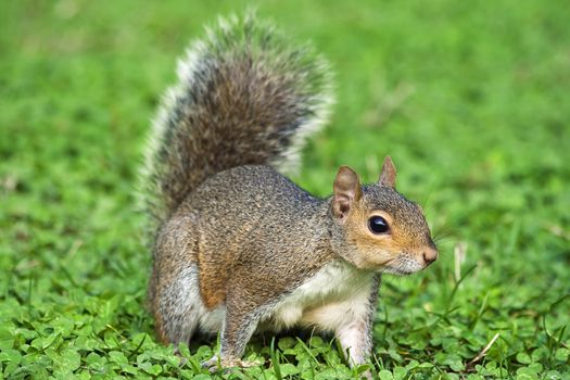 Little curious squirrel on a clover meadow in Italy