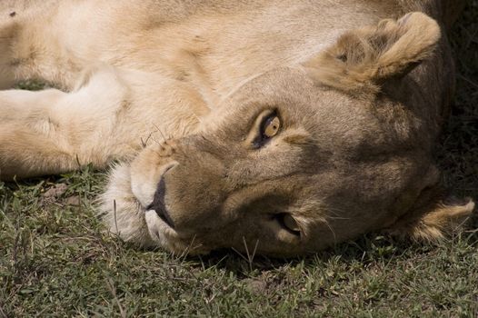 Lioness close-up - Safari in the Serengeti National Park - Tanzania