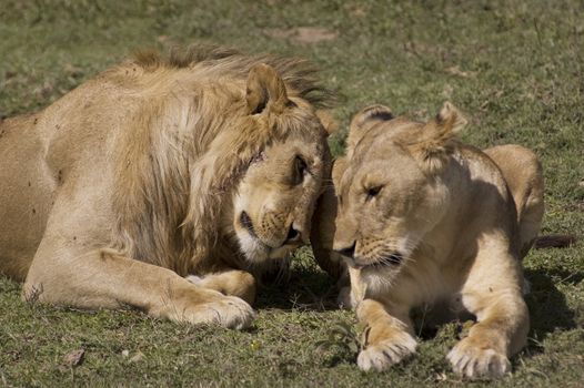 Lion couple in love - Safari in the Serengeti National Park - Tanzania