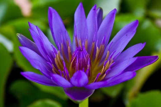 Violet Lotus In Thailand