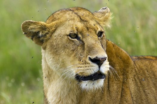 Lioness close-up - Safari in the Serengeti National Park - Tanzania