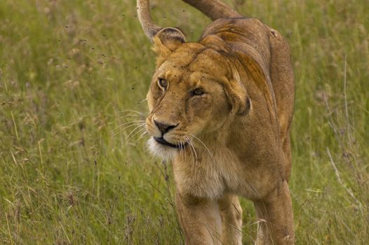 Lioness close-up - Safari in the Serengeti National Park - Tanzania