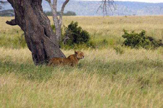 Lioness under the acacia tree - Safari in the Serengeti National Park - Tanzania