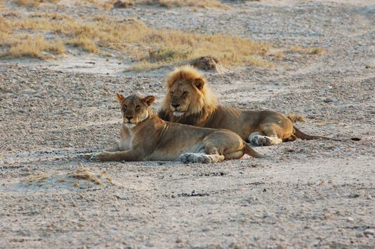 Lion couple in love - Safari in the Etosha National Park - Namibia