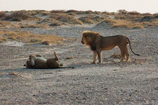 Lion couple in love - Safari in the Etosha National Park - Namibia