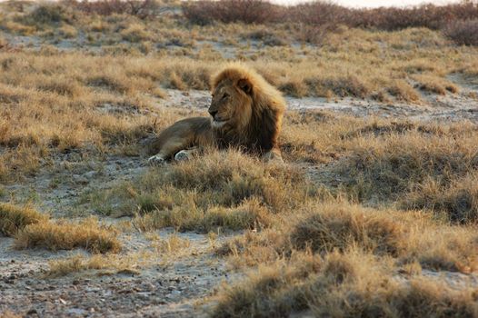 Lion lion lying in the bush - Safari in the Etosha National Park - Namibia