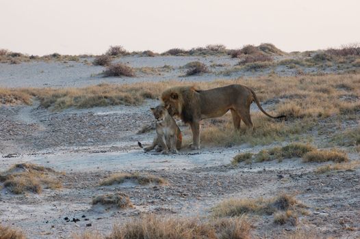 Lion couple in love - Safari in the Etosha National Park - Namibia