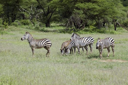 Two beautiful zebra in the grass - Serengeti - Tanzania