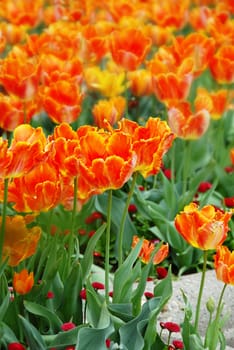 red and yellow  tulips natural floral backgrounds outdoor