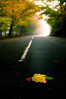 Beautiful road with some colored autumn leafs