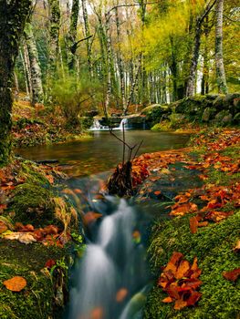 Beautiful river flowing by the forest during the Autumn season
