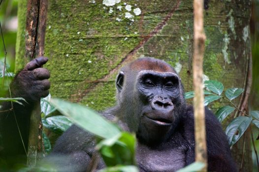  A e female of Lowland gorilla in a native habitat. Congo.