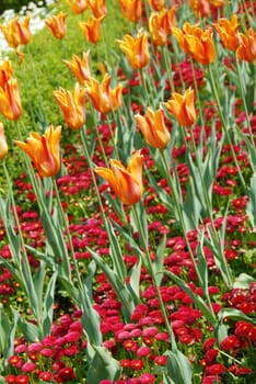 red and yellow  tulips natural floral backgrounds outdoor