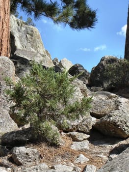 Rocks and trees