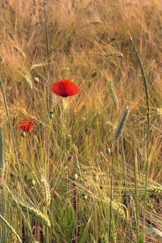 photo of red poppy blossoms in a barley field