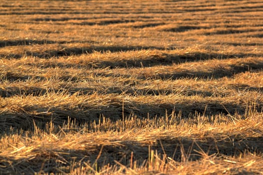 detail of straw on harvested field