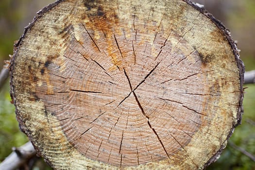 Cut of a rotten fur-tree log in wood close up