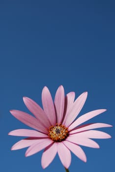 beautiful violet daisy with blue sky background