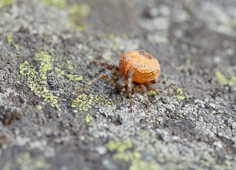 The large orange spider sits on a stone covered with a lichen