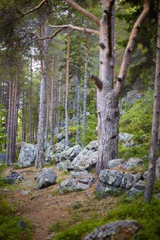 Day landscape - northern coniferous wood on a stony slope of mountain