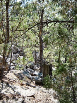 Rocks and trees