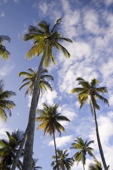 Palm-tree on the blue sky
