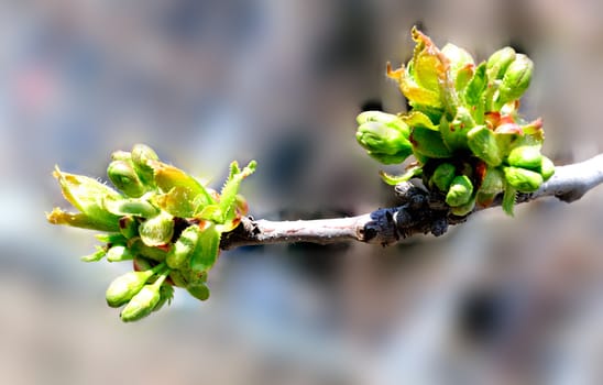 Tree limb with young leaves and buds in spring.