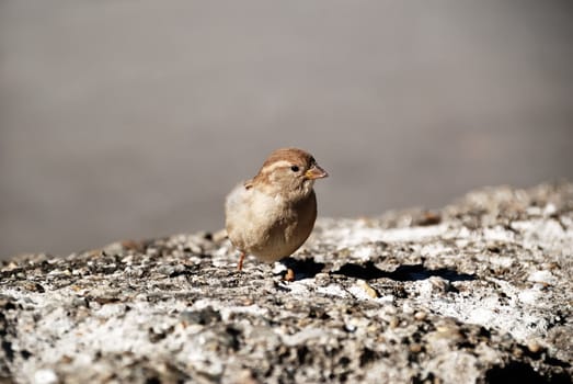 Shot of House Sparrow sitting on stone wall