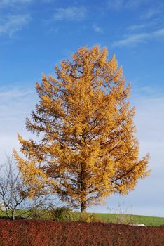 Beautiful tree and blue sky on an autumn day in austria