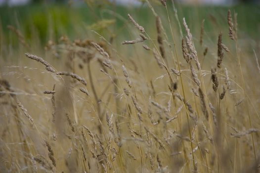 Field of wheat on french farmland in brittany