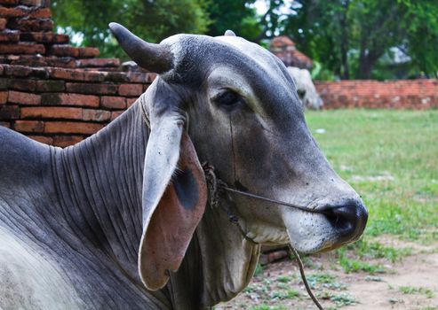 Sad Cow Natives Countryside in Thailand