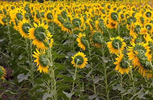 Large field of blooming sunflowers. An image with shallow depth of field