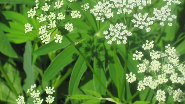 Grass and lupin flowers