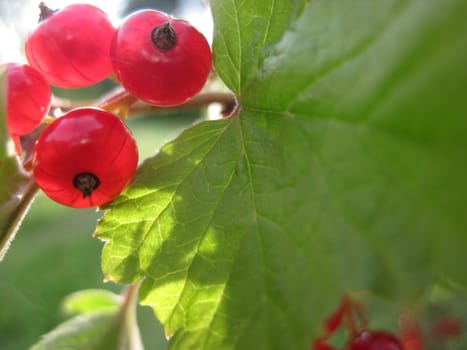 red currant