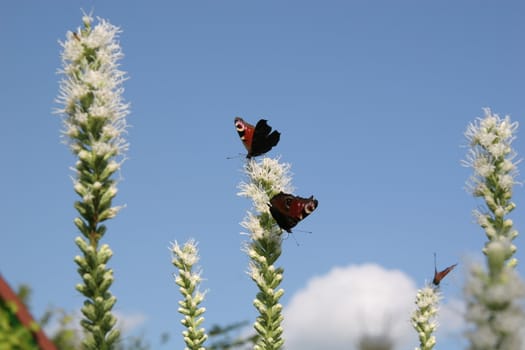 Inachis io and Liatris