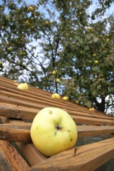 old Russian cultivar of apple. Wooden planks were laid to protect the glass roof