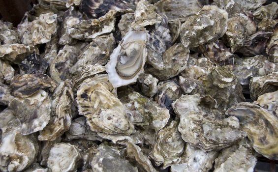 Pile of fresh oysters at fish market in brittany, france