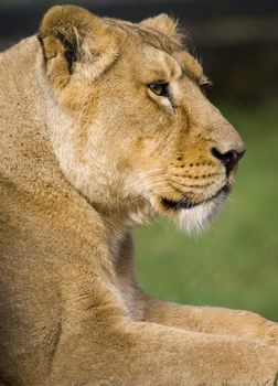 Close up of a Lioness (Panthera leo)