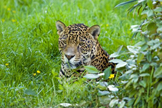 Close up of a Jaguar (Panthera onca) in forest