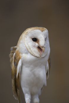 Close up of Barn Owl (Tyto alba)