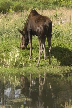 Moose (Alces alces) in Banff National Park Canada