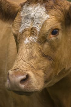 Close up of Brown and white Dairy Cow