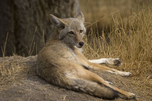 Coyote (Canis latrans) in Banff National Park Canada
