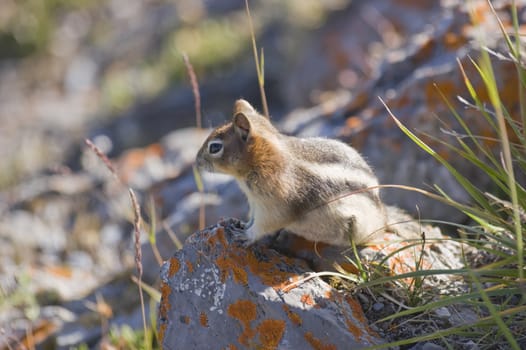 Close up of Golden Mantled Ground Squirrel (Spermophilus lateralis)